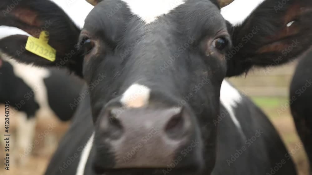 a cow with black and white color looks at the camera close-up a cow with black and white color looks at the camera close-up
