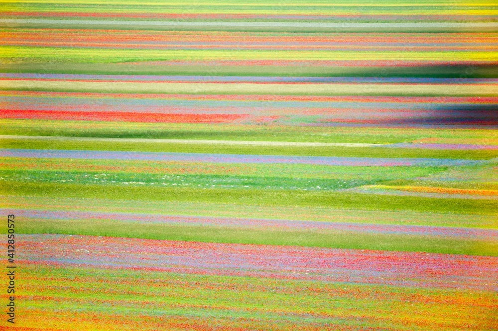 Poppies fields at Castelluccio di Norcia, Italy