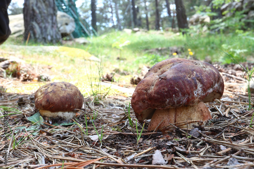 boletus edulis mushroom boletus edulis mushroom