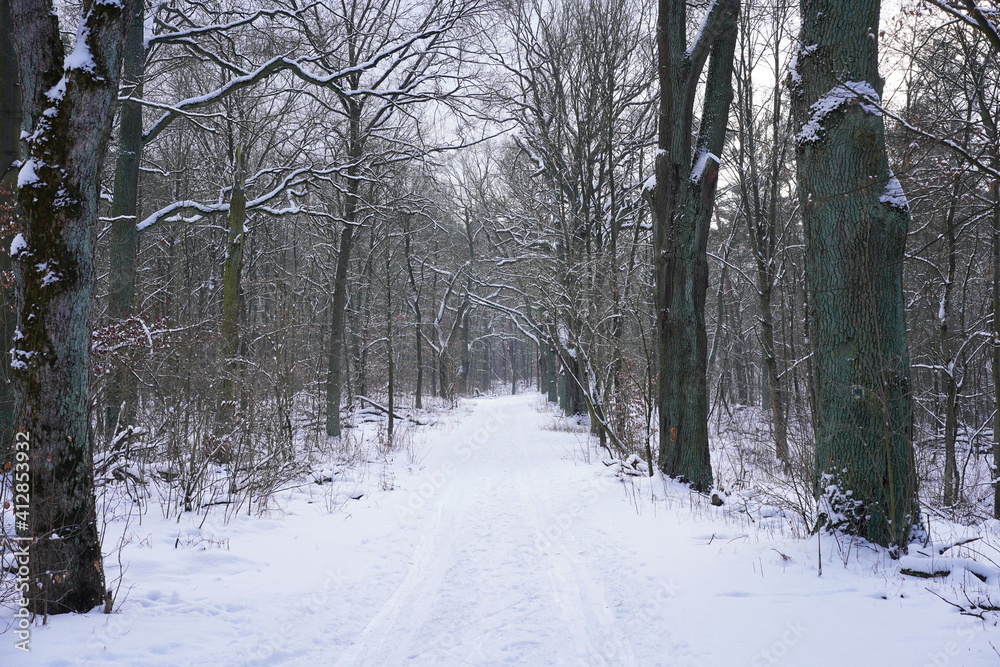 Weißer Wanderweg im Wald im Winter (Grunewald, Berlin) Weißer Wanderweg im Wald im Winter (Grunewald, Berlin)