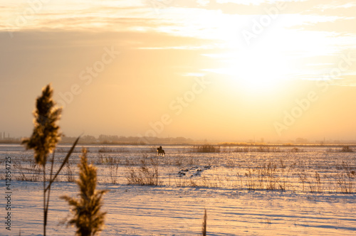 Fototapeta Naklejka Na Ścianę i Meble -  winter sunset on a snowy field