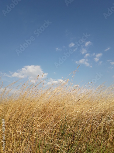 Wheat and sky