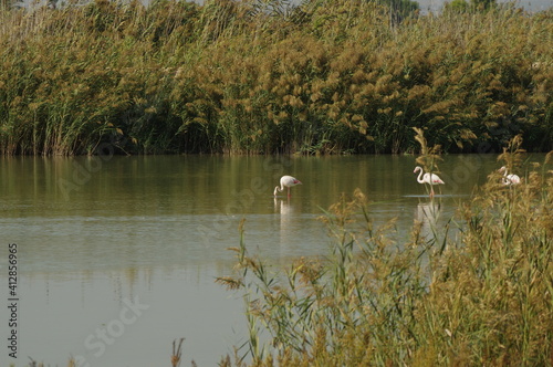 Aves en un estanque