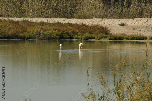 Aves en un estanque