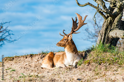 Fallow deer in the wood of the  Amsterdam waterpipe dunes in the Netherlands