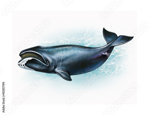The bowhead whale (Balaena mysticetus) photo