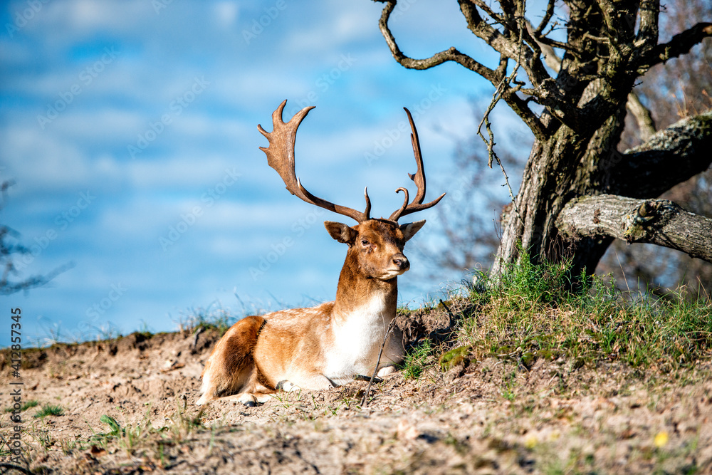 Fallow deer in the wood of the Amsterdam waterpipe dunes in the Netherlands Fallow deer in the wood of the Amsterdam waterpipe dunes in the Netherlands