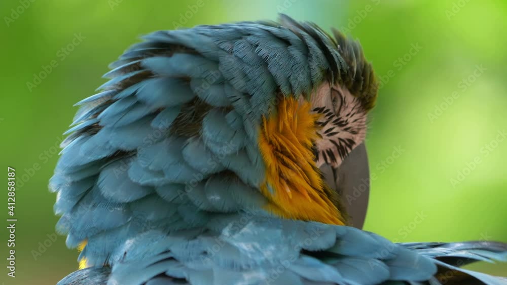 Close up of macaw blue and yellow parrot in 4K slow motion 60fps