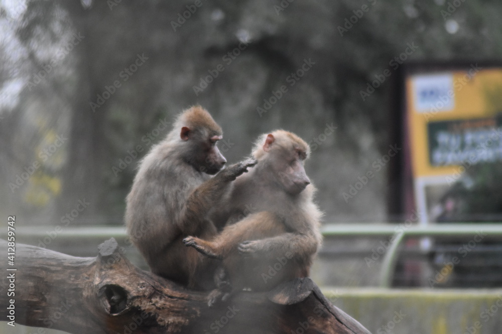 Naklejka premium Papiones desparasitándose