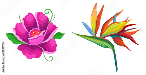 Vector set illustration flat anemone and strelitzia flower with green leaves. Fantastic colorful flower.