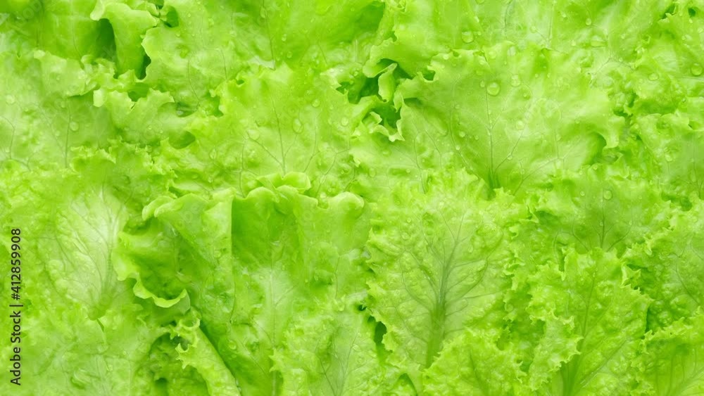 fresh lettuce leaf close up. green salad lettuce. Healthy food fresh lettuce leaf close up. green salad lettuce. Healthy food