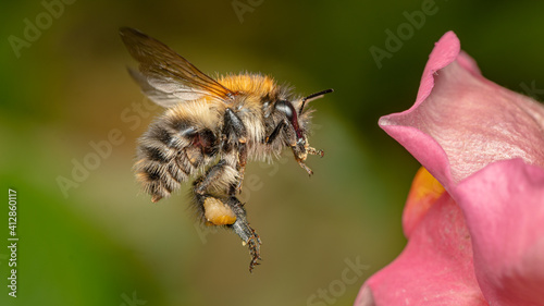 Flying Bumblebee