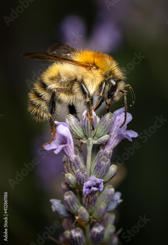 Bumblebee on Lavender