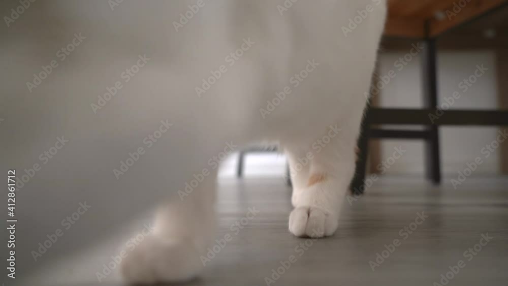4k video. Ginger Red kitten cat walks on floor. Playing and jumping cats. Long haired ginger kitten play at home. Cute funny home pets. Domestic animal and Young kittens. 4k video. Ginger Red kitten cat walks on floor. Playing and jumping cats. Long haired ginger kitten play at home. Cute funny home pets. Domestic animal and Young kittens.