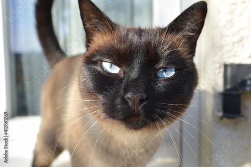 portrait of an insolent cat 