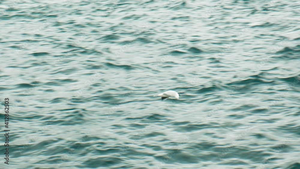 Single Seagull Flying on Blue Sea. Close Up Shot of Soaring Bird. Slow Motion. Single Seagull Flying on Blue Sea. Close Up Shot of Soaring Bird. Slow Motion.