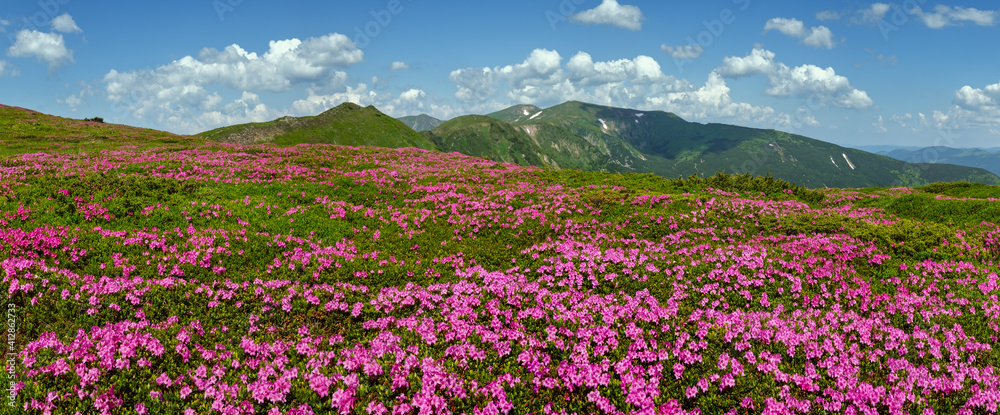 Blossoming slopes (rhododendron flowers ) of Carpathian mountains. Blossoming slopes (rhododendron flowers ) of Carpathian mountains.