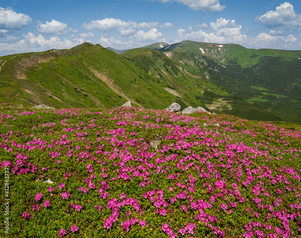 Blossoming slopes (rhododendron flowers ) of Carpathian mountains. Blossoming slopes (rhododendron flowers ) of Carpathian mountains.