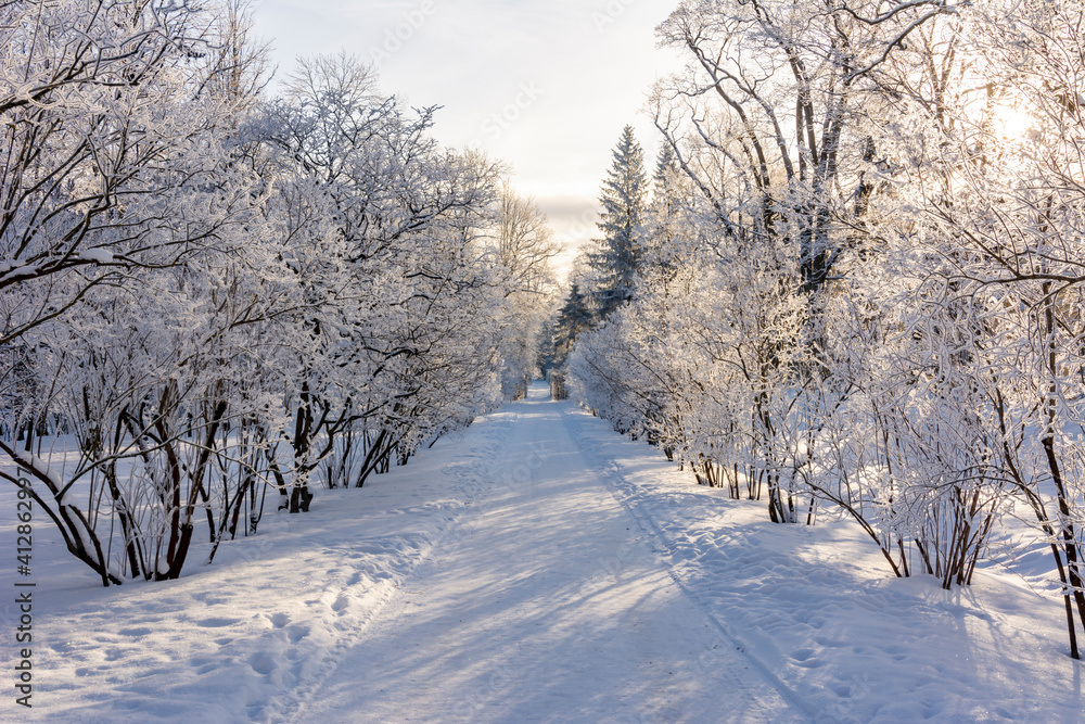 Alley in Catherine park in winter, Tsarskoe Selo (Pushkin), St. Petersburg, Russia Alley in Catherine park in winter, Tsarskoe Selo (Pushkin), St. Petersburg, Russia