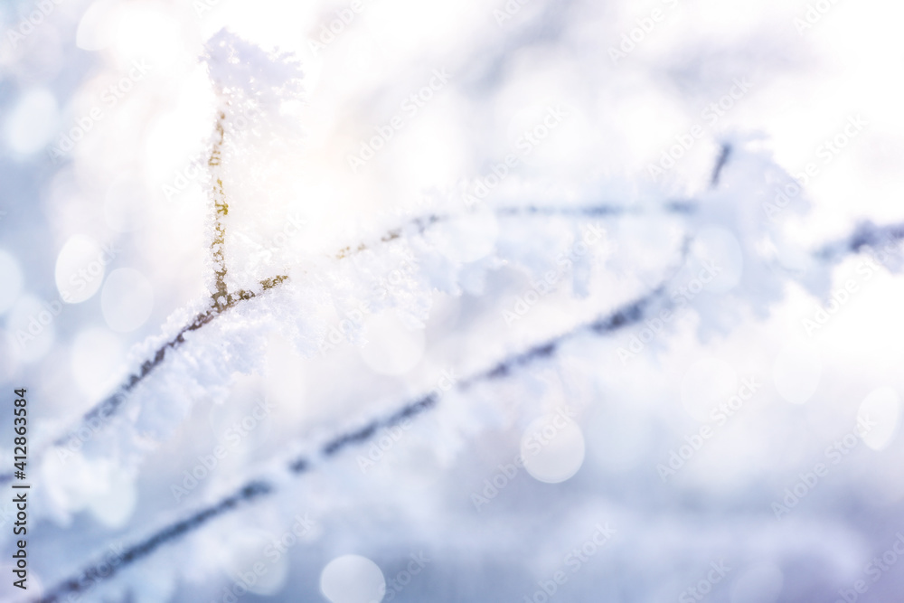 Tree branch covered with snow, closeup. Bokeh effect