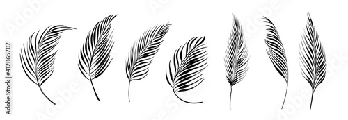 Set of differents palm branch on white background.