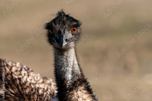 close up of an  emu