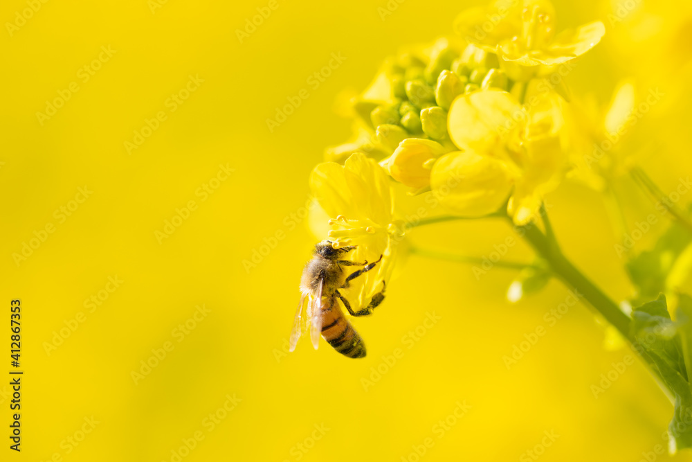 菜の花の蜜を集めるミツバチ２