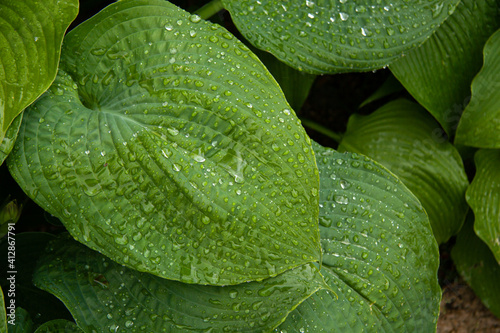 Closeup of Plantain Lily, Hosta plantaginea covered with rain drops. Spring time.