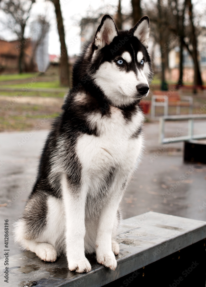 Husky dog ​​on a background of the park.