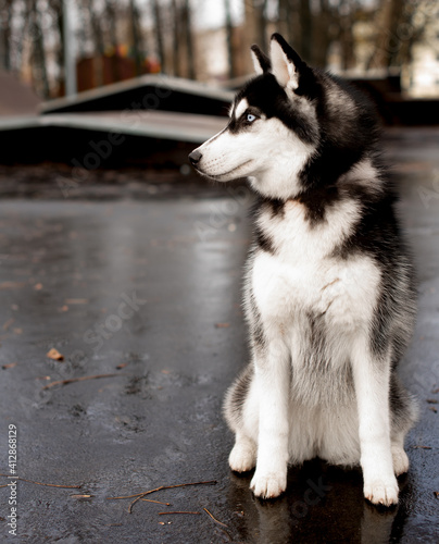 Husky dog ​​on the background of the park, skatepark.