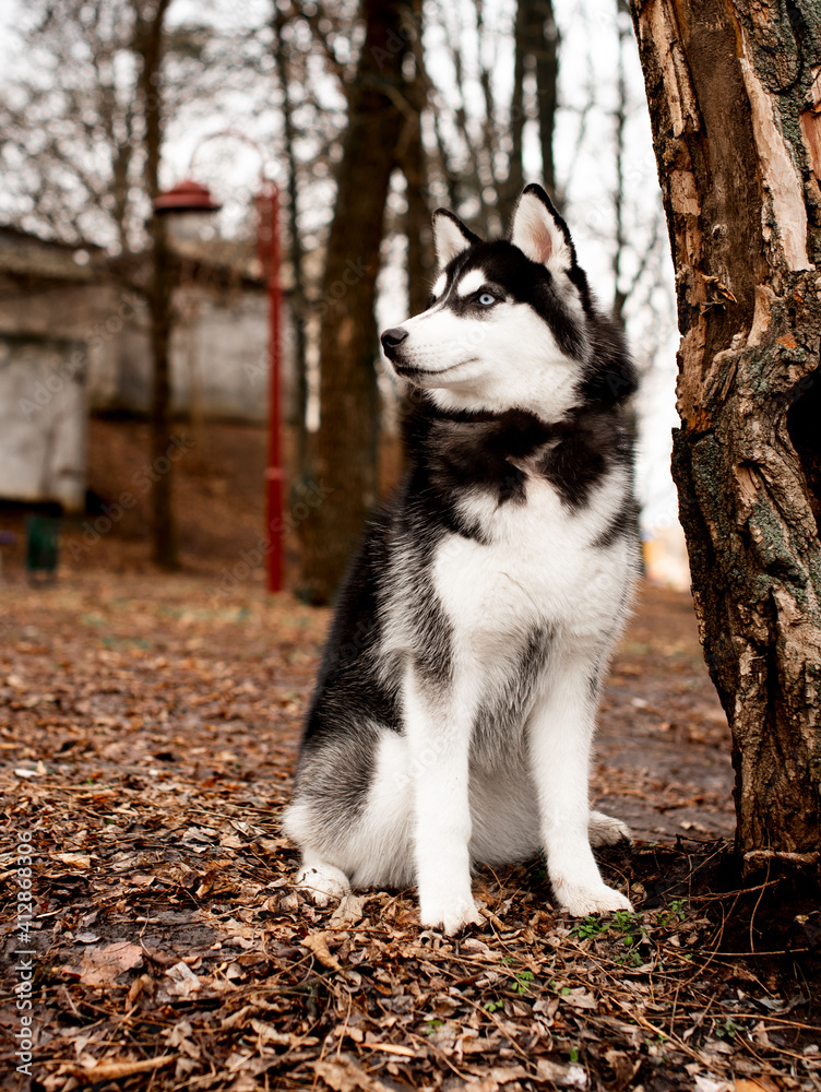 Obraz premium Husky dog ​​on a background of the park.