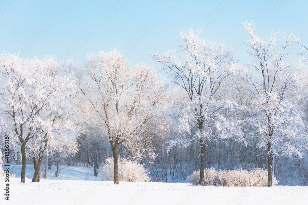 Elm and linden trees covered in hoarfrost in a city park and the bright sun in the sky, after a night cold fog. Elm and linden trees covered in hoarfrost in a city park and the bright sun in the sky, after a night cold fog.