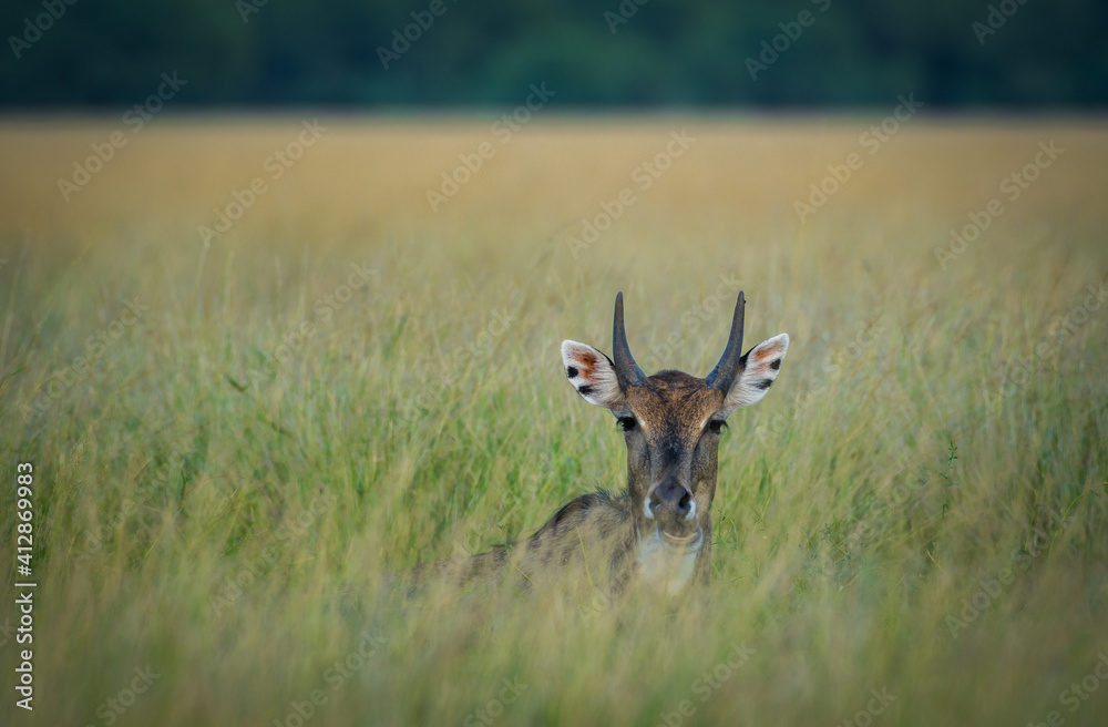Naklejka premium male nilgai or blue bull or Boselaphus tragocamelus Largest Asian antelope portrait in natural green background with an eye contact in grassland of tal chhapar sanctuary churu rajasthan india