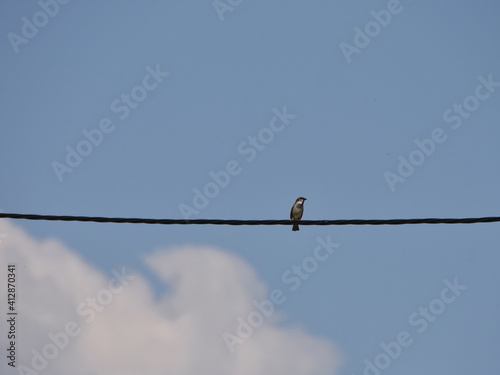 Sparrow on the wire against blue sky with cloud © snowyns
