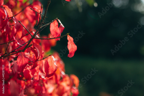 Autumnal ornament, red leaves