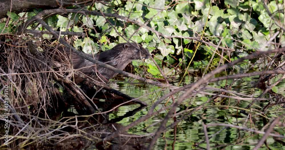 Eurasian Otters, lutra lutra, looking at camera above river surface and diving during winter in scotland. Eurasian Otters, lutra lutra, looking at camera above river surface and diving during winter in scotland.