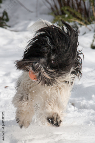 PON-Schapendoes Mix have fun running and playing in snow with a ball