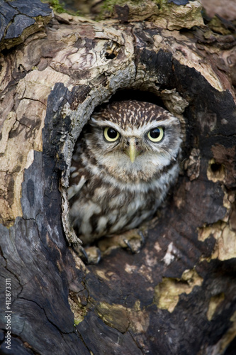 Little Owl © Chris Brignell