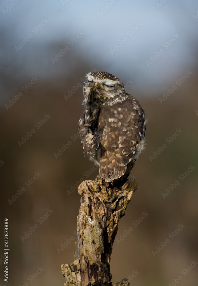 Fototapeta premium Little Owl