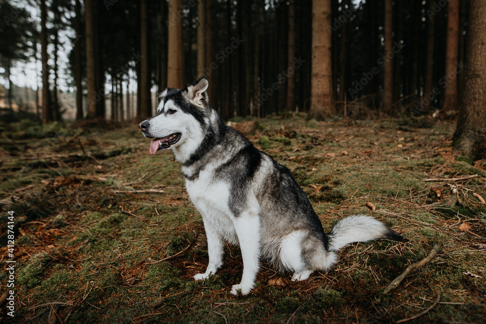 Husky Mischling sitzt im Wald