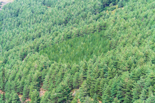 pine forest in Sierra Nevada mountain