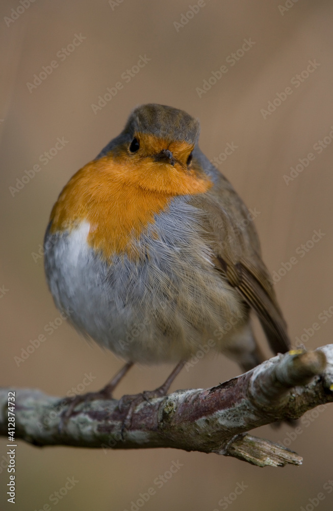 Naklejka premium Robin