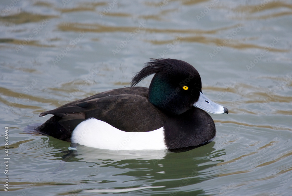 Fototapeta premium Tufted duck