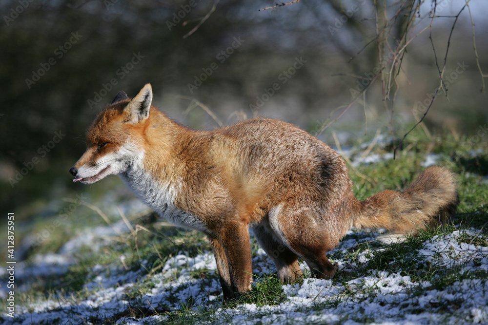 Fototapeta premium Red Fox