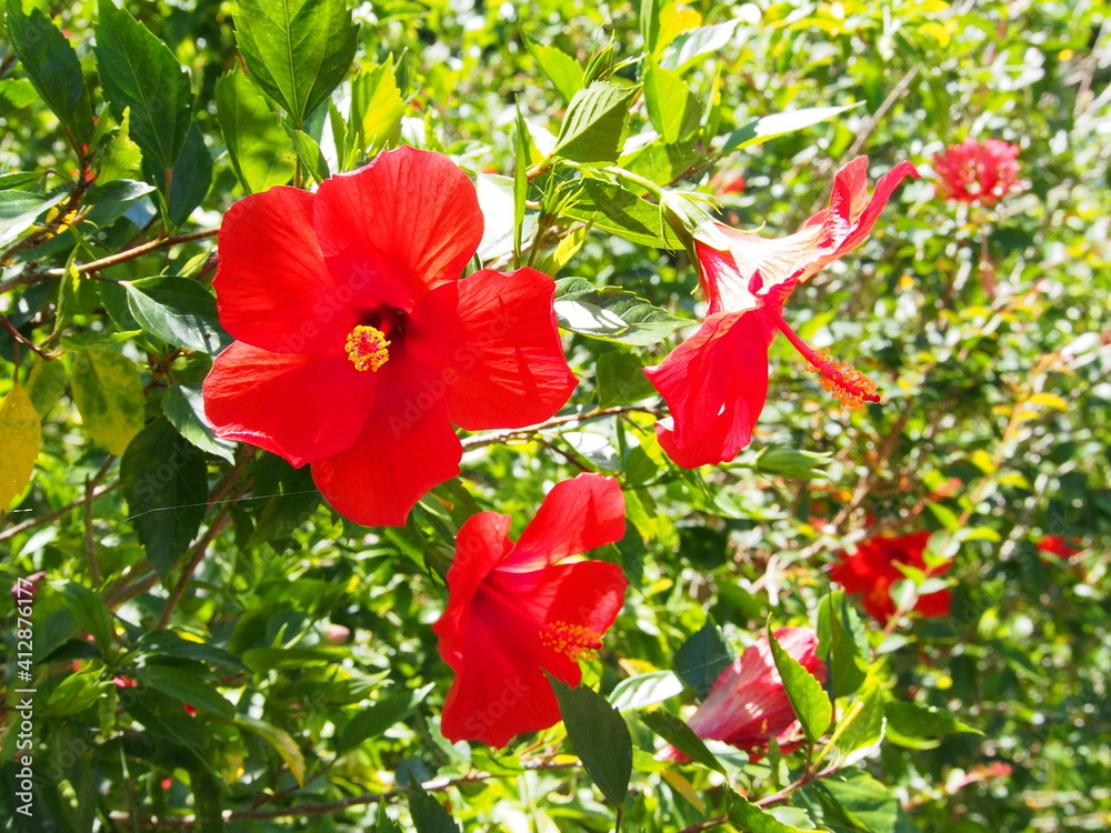 Fototapeta premium ハイビスカスの花たち