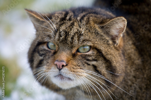 Fototapeta Naklejka Na Ścianę i Meble -  Scottish Wildcat