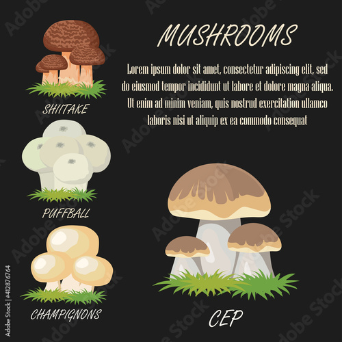 edible shiitake, puffball, champignons and cep mushrooms banner. vector illustration
