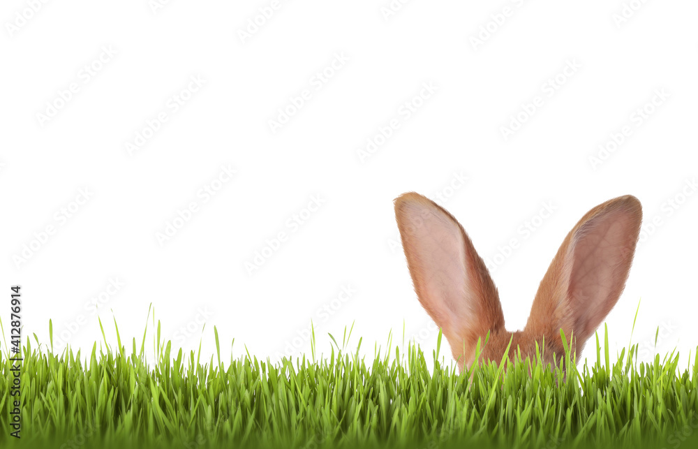 Fototapeta Słodki zając wielkanocny chowający się w zielonej trawie na białym tle