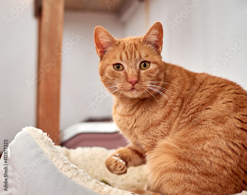 Selective focus shot of a ginger cat relaxing in his cozy bed © Érik Glez.