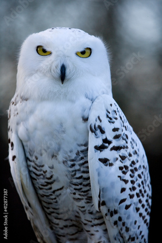 Snowy Owl © Chris Brignell